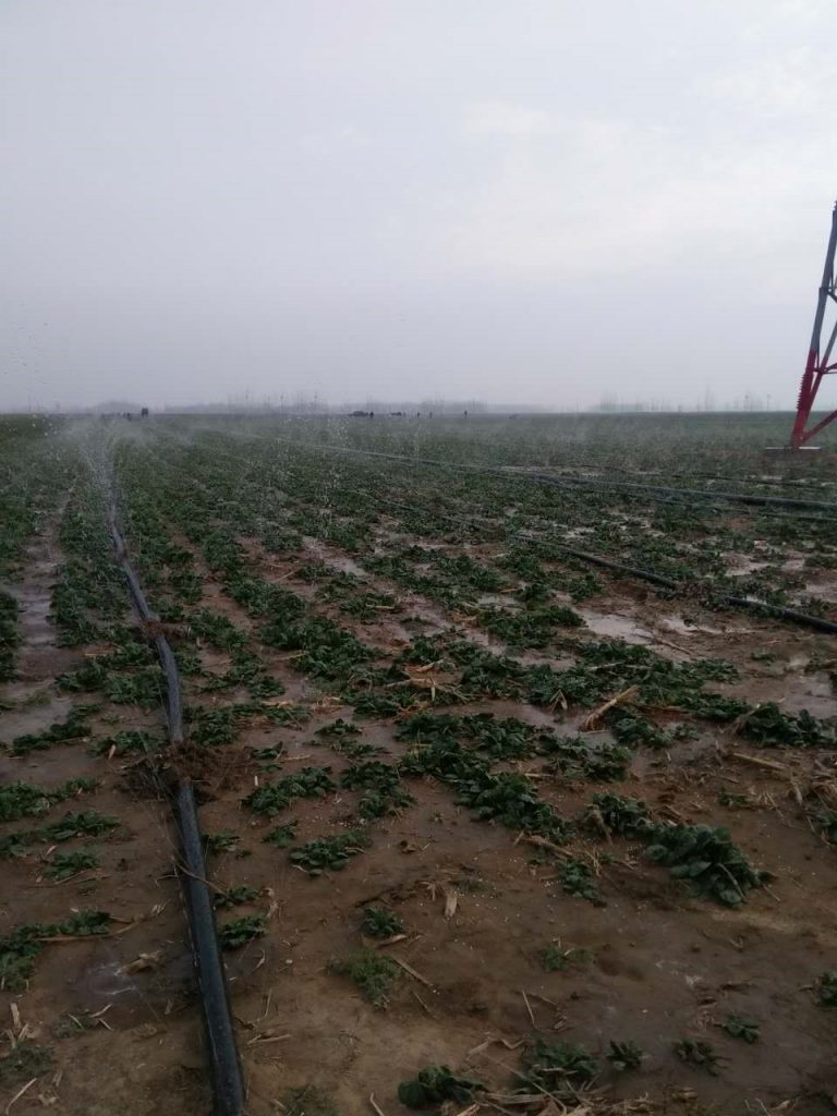 園林噴灌、滴灌、微噴